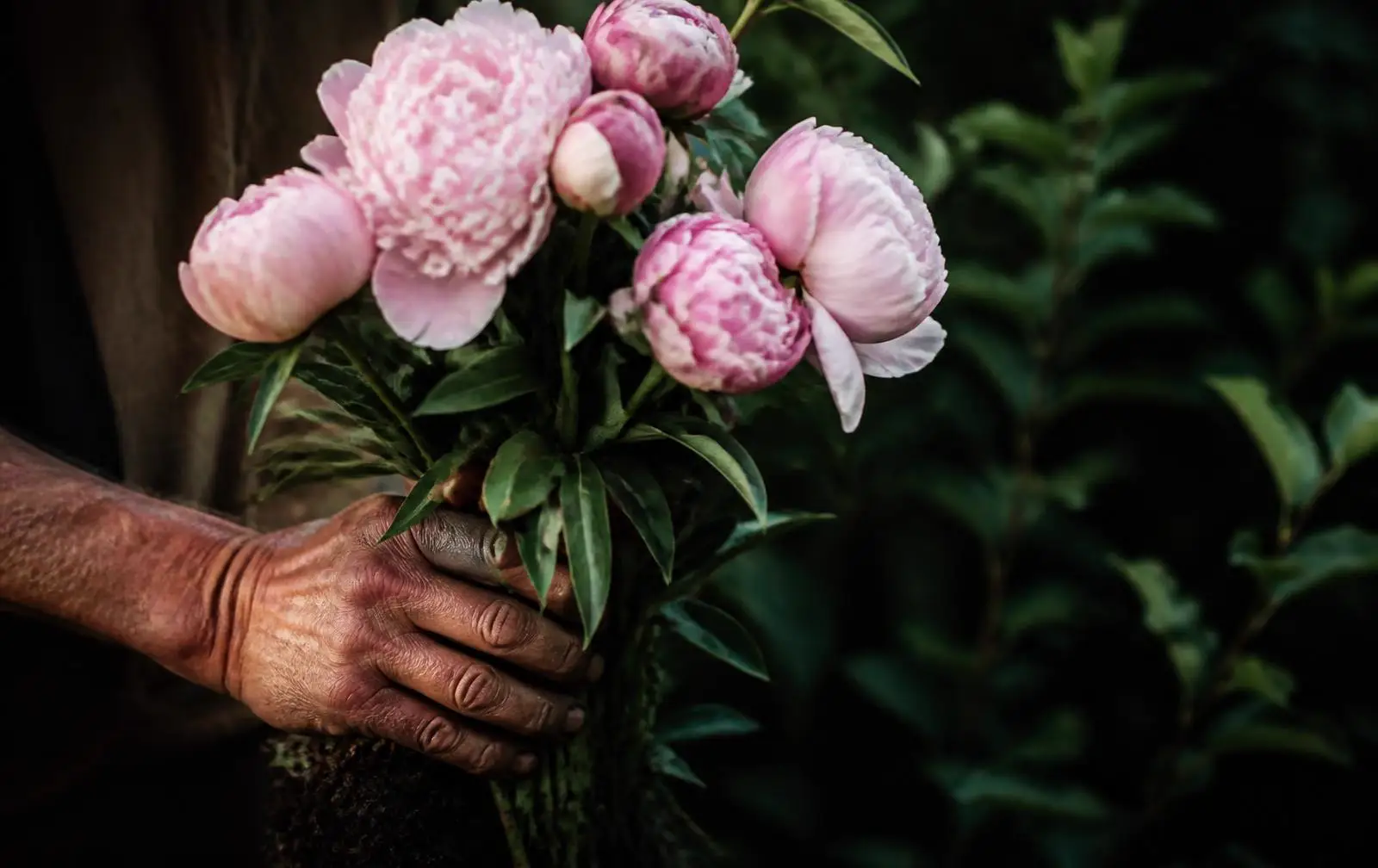 Peonies cut by hand